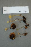 Mycena luteopallens image